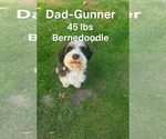 Small #4 Aussiedoodle-Miniature Bernedoodle Mix
