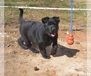 German Shepherd Dog Puppy for sale in POWDER SPRINGS, GA, USA