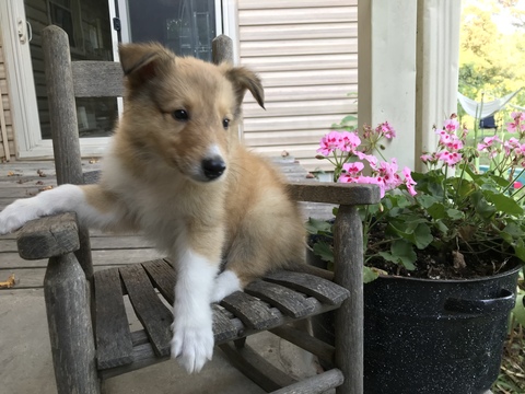 Medium Photo #1 Collie Puppy For Sale in UNION GROVE, NC, USA