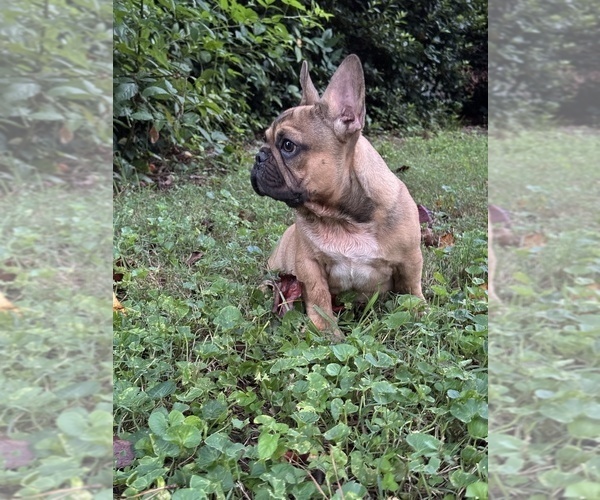 Medium Photo #3 French Bulldog Puppy For Sale in MARIETTA, GA, USA