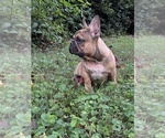 Small #2 French Bulldog