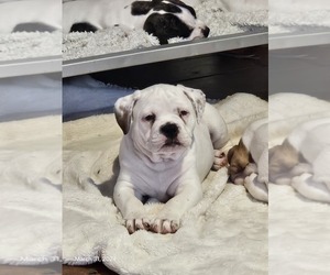 Boxer Puppy for sale in BOWLING GREEN, OH, USA