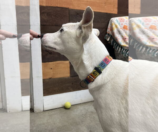 Medium Photo #2 Mutt Puppy For Sale in Rockaway, NJ, USA