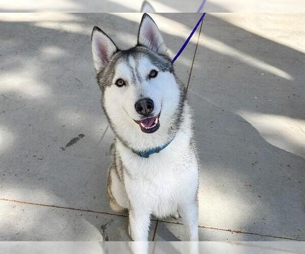 Medium Photo #1 Siberian Husky Puppy For Sale in Orange, CA, USA