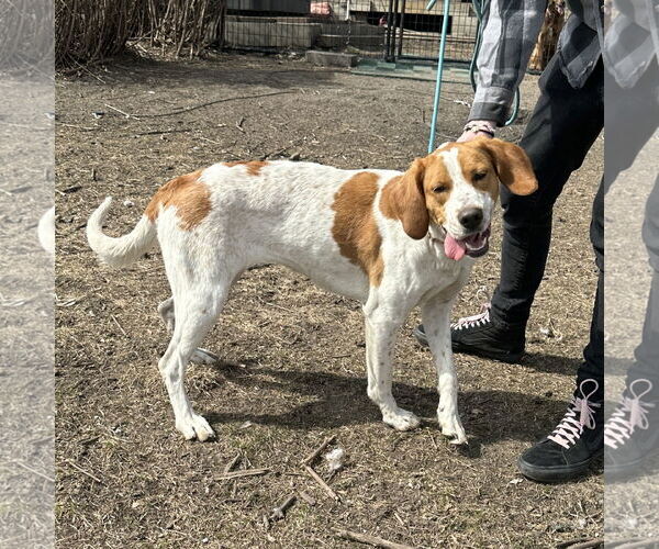 Medium Photo #6 Pointer-Unknown Mix Puppy For Sale in Crystal, MN, USA