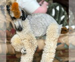 Small #4 Poodle (Standard)