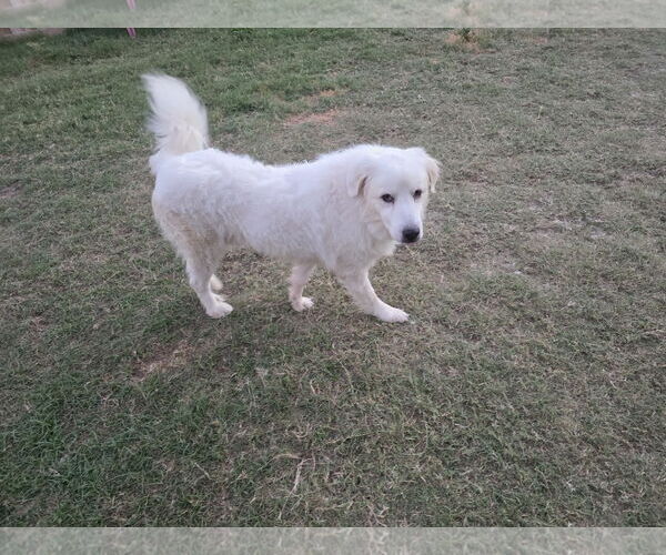 Medium Photo #2 Great Pyrenees-Unknown Mix Puppy For Sale in Houston, TX, USA