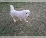 Small #1 Great Pyrenees Mix
