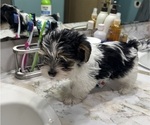Small #3 Yorkshire Terrier