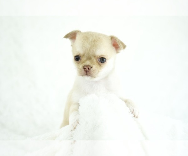 Medium Photo #1 Chihuahua Puppy For Sale in UNION GROVE, NC, USA