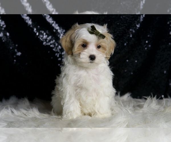 Medium Photo #52 Maltipoo (Miniature) Puppy For Sale in WARSAW, IN, USA