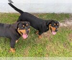 Small Photo #1 Rottweiler Puppy For Sale in Miami, FL, USA