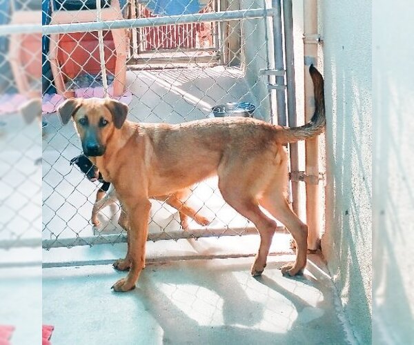 Medium Photo #8 Redbone Coonhound-Unknown Mix Puppy For Sale in Apple Valley, CA, USA