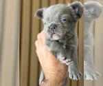 Small Photo #17 French Bulldog Puppy For Sale in PHOENIX, AZ, USA