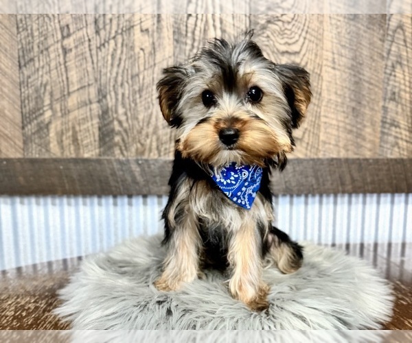 Medium Photo #3 Yorkshire Terrier Puppy For Sale in NAPPANEE, IN, USA