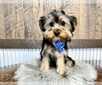 Small #2 Yorkshire Terrier