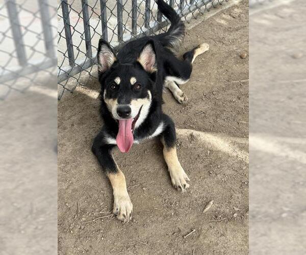 Medium Photo #2 German Shepherd Dog Puppy For Sale in Riverside, CA, USA