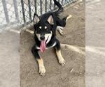 Small #1 German Shepherd Dog