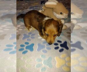 Dachshund Puppy for sale in GORDONVILLE, TX, USA