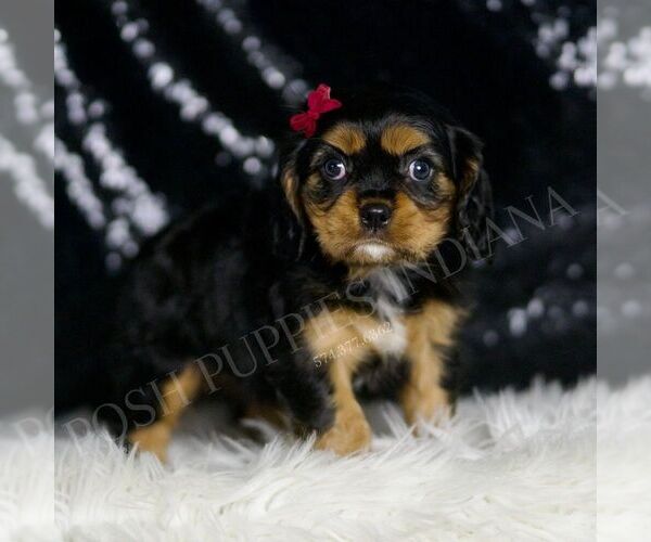 Medium Photo #89 Cavalier King Charles Spaniel Puppy For Sale in WARSAW, IN, USA