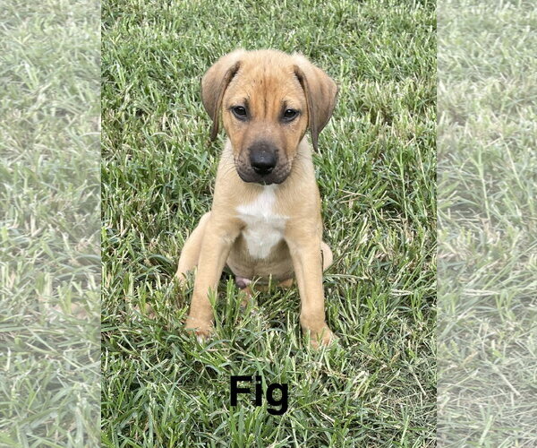 Medium Photo #1 Mutt Puppy For Sale in Topeka, KS, USA
