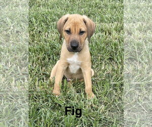 Mutt Dogs for adoption in Topeka, KS, USA