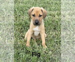 Fig - Male Mutt Dog for Adoption - Small photo