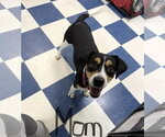 Small #15 Mutt
