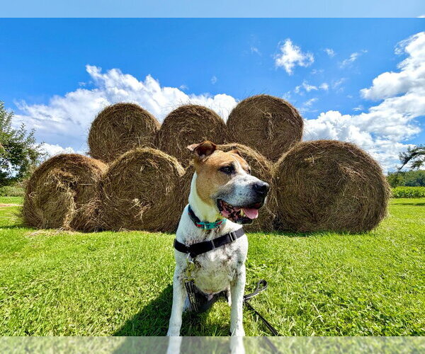 Medium Photo #28 Mutt Puppy For Sale in Gloversville, NY, USA