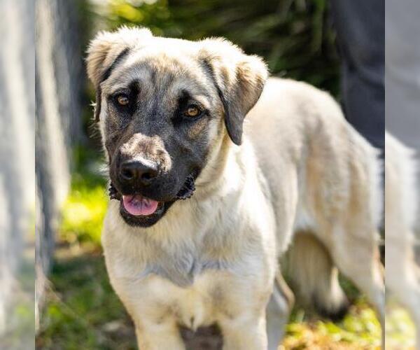 Medium Photo #1 Anatolian Shepherd-Unknown Mix Puppy For Sale in Camarillo, CA, USA