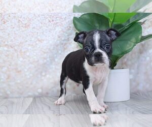 Boston Terrier Puppy for sale in MARIETTA, GA, USA