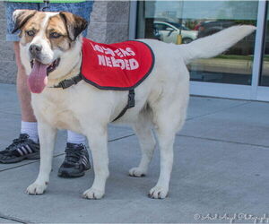 Cosmo - Male Australian Shepherd-Unknown Mix Dog for Adoption - Photo #8