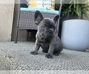 French Bulldog Puppy for sale in RUSHVILLE, IN, USA