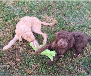 Double Doodle Puppy for Sale in JEFFERSONTOWN, Kentucky USA