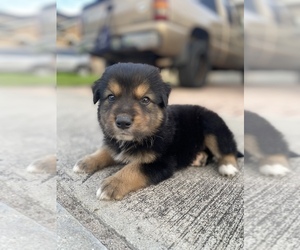 Bernese Mountain Dog-Rottweiler Mix Puppy for sale in KISSIMMEE, FL, USA