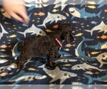 Small #6 Cocker Spaniel