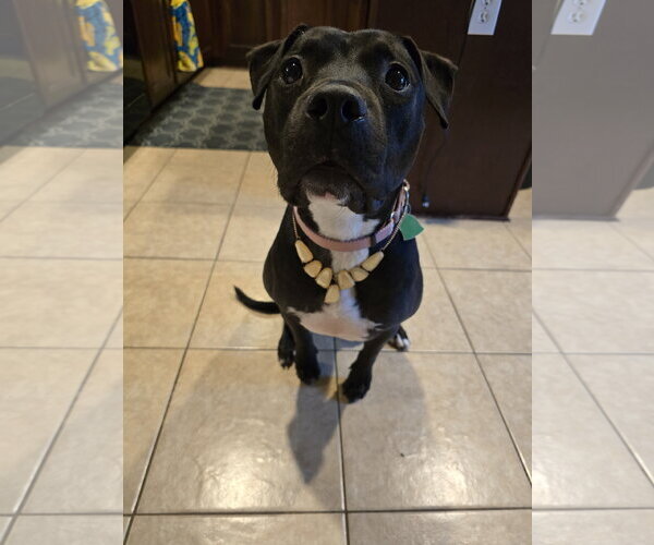 Medium Photo #10 American Pit Bull Terrier-Unknown Mix Puppy For Sale in Rosenberg, TX, USA