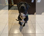 Small #9 American Pit Bull Terrier Mix
