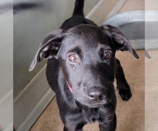Medium Photo #1 Mutt Puppy For Sale in Canton, CT, USA