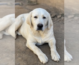 Father of the Labrador Retriever puppies born on 11/10/2025
