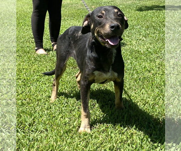 Medium Photo #1 American Pit Bull Terrier-Unknown Mix Puppy For Sale in Sparta, TN, USA