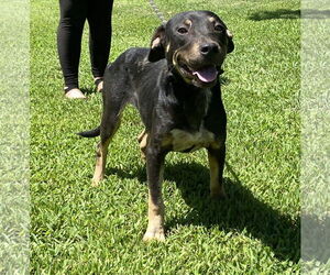 American Pit Bull Terrier-Unknown Mix Dogs for adoption in Sparta, TN, USA
