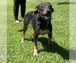 Small American Pit Bull Terrier Mix