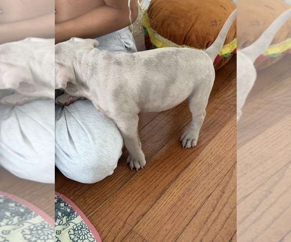 Medium Photo #4 American Bully Puppy For Sale in BOLINGBROOK, IL, USA