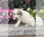 Small #1 Great Pyrenees