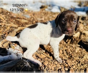 German Shorthaired Pointer Puppy for sale in WOODLAND PARK, CO, USA