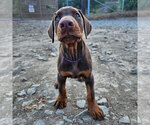 Small #9 Doberman Pinscher
