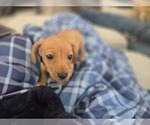 Small Photo #21 Dachshund Puppy For Sale in ALTOONA, PA, USA