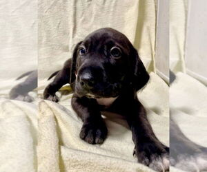 Labrador Retriever-Unknown Mix Dogs for adoption in Mooresville, NC, USA