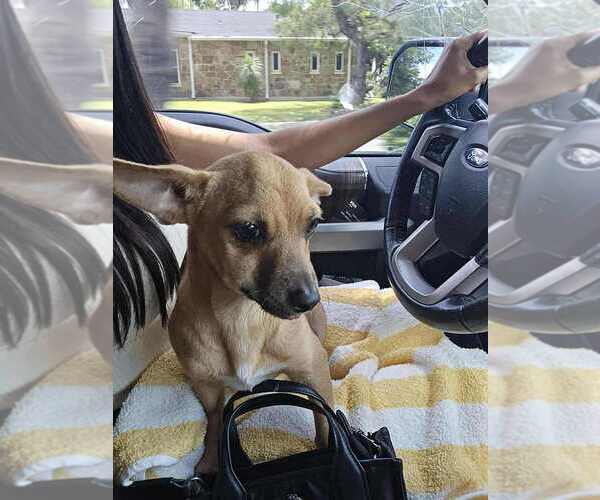 Medium Photo #4 Chihuahua-Unknown Mix Puppy For Sale in New York, NY, USA